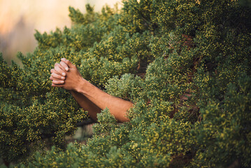 Anonymous male hiding behind lush coniferous tree