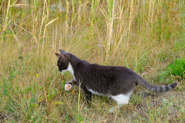 Cat in gray and white color walks grass in nature, cat hunting.