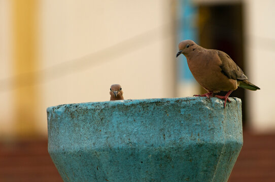 tortolas en el Cairo valle en Colombia 