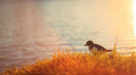 A small bird on the background of the lake at sunset.