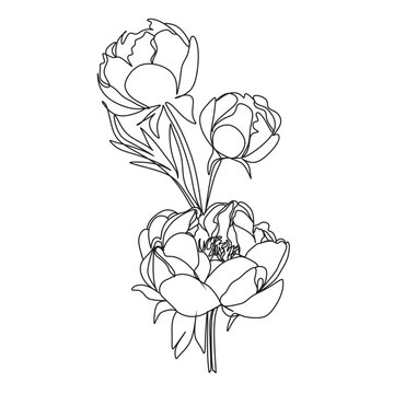 Peony flowers one line . Vector line illustration. Botanical print. Rose flover one line..Cosmetics nature symbol. Modern continuous line art. Fashionable print. Beaty salon logo.
