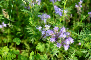 honey bee collecting nectar in the field in sunny day