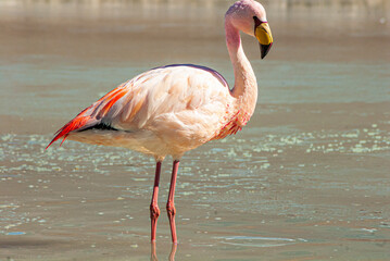 flamingos in the Hedionda lagoon in the bolivian altiplano