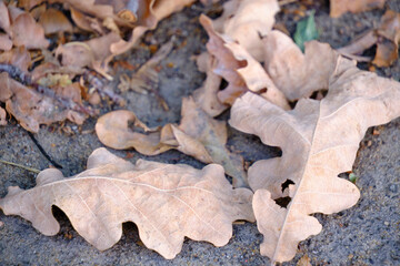 Fallen leaves from the oak, the onset of autumn.