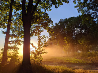 rays of the evening sun through dust with trees