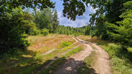 dirt road in the countryside in summer between trees