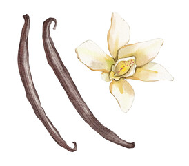 vanilla pods and flower