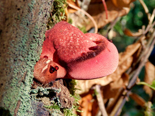 Beefsteak or Ox-tongue fungus aka Fistulina hepatica just emerging from an oak tree stump. As can be seen from this specimen, young ones exude a red blood-like juice.
