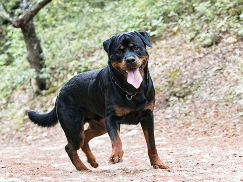  rottweiler in nature
