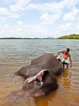 Elephant Bathing at Kandalama Lake. Dambulla, Sri Lanka.
