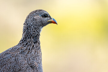 Cape spurfowl or Cape francolin (Pternistis capensis)  portrait. Cape Agulhas. L'Agulhas in the Overberg, Western Cape, South Africa.
