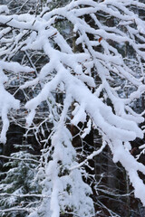 Layer of snow on tree branches on a cold fall day in a Bavarian forest of Germany.