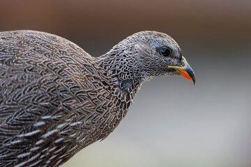 Cape spurfowl or Cape francolin (Pternistis capensis)  portrait. Cape Agulhas. L'Agulhas in the Overberg, Western Cape, South Africa.