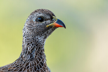 Cape spurfowl or Cape francolin (Pternistis capensis)  portrait. Cape Agulhas. L'Agulhas in the Overberg, Western Cape, South Africa.