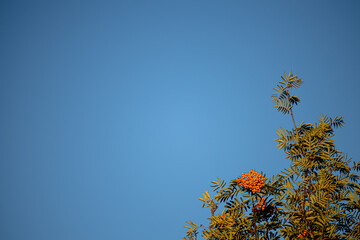 bush of red rowan against the blue sky