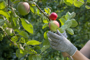 gloved hand removes an apple from a tree