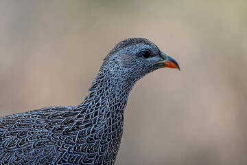 Cape spurfowl or Cape francolin (Pternistis capensis)  portrait. Cape Agulhas. L'Agulhas in the Overberg, Western Cape, South Africa.