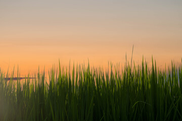 Obraz premium Rice field before harvesting about sunset background