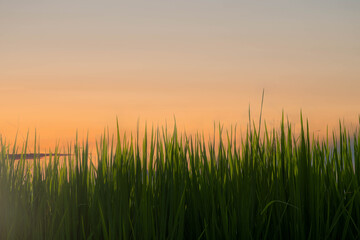 Rice field before harvesting about sunset background