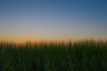 Fototapeta premium Rice field before harvesting about sunset background