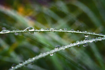 Two blades of grass in dew drops and a blurred, natural background close-up.
