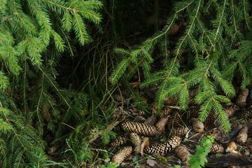 cones in the forest