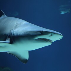 Fototapeta premium Great white shark bottom view showing teeth row in clear blue water