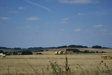 Obraz premium landscape with a tree