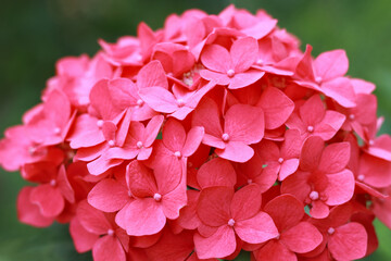 Blooming Hydrangea close-up in the summer. Lush flowering pink Hortensia and green leaves ....