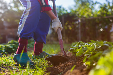 Fototapeta premium Farmer cultivating land in the garden with hand tools. Soil loosening. Gardening concept. Agricultural work on the plantation