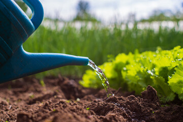 Watering vegetable plants on a plantation in the summer heat with a watering can. Gardening concept. Agriculture plants growing in bed row © shaploff