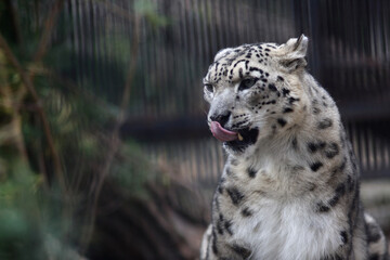 close up portrait of snow leopard