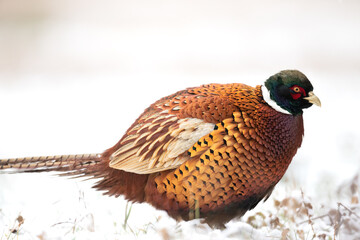 Common pheasant (Phasianus colchius) Ring-necked pheasant in natural habitat, winter time, snow