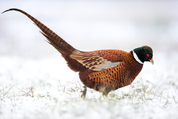 Common pheasant (Phasianus colchius) Ring-necked pheasant in natural habitat, winter time, snow - obrazy, fototapety, plakaty