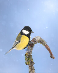 Colorful great tit ( Parus major ) perched on a tree trunk, photographed in horizontal, winter time, amazing winter blue background