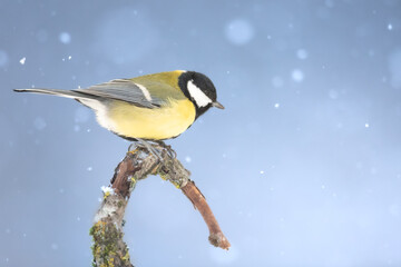 Obraz premium Colorful great tit ( Parus major ) perched on a tree trunk, photographed in horizontal, winter time, amazing winter blue background