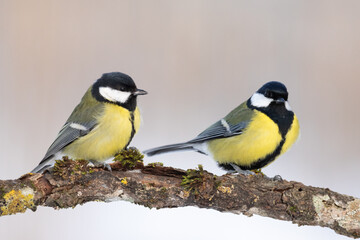 Colorful great tit ( Parus major ) perched on a tree trunk, photographed in horizontal, winter time, amazing winter blue background