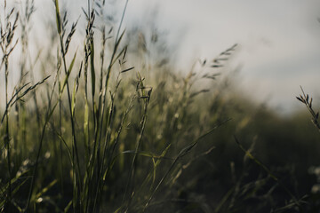 Obraz premium Natural landscape of green grass blades close up in the countryside. Beautiful natural countryside landscape with strong blurry background