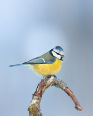 Bird - Blue Tit ( Cyanistes caeruleus ) perched on tree winter time small bird on blue background