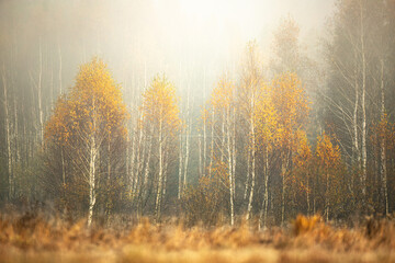 Misty autumn forest. Red autumn in misty forest. Morning fog in autumn forest