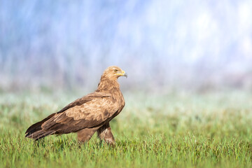 Birds of prey - Lesser Spotted Eagle (Aquila pomarina) two birds on green meadow, hunting time