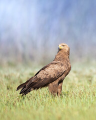 Birds of prey - Lesser Spotted Eagle (Aquila pomarina) two birds on green meadow, hunting time