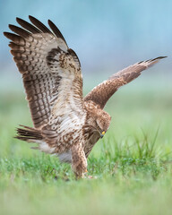 Common buzzard (Buteo buteo) in the fields, buzzards in natural habitat, hawk bird on the ground, predatory bird close up flying bird