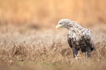 Majestic predator White-tailed eagle, Haliaeetus albicilla in Poland wild nature flying bird