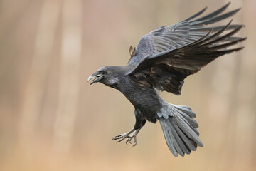 A beautiful raven (Corvus corax) flying bird North Poland Europe - obrazy, fototapety, plakaty