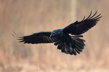 A beautiful raven (Corvus corax) flying bird North Poland Europe
