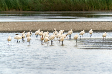 Fototapeta na wymiar A large group of spoonbills standing in water A group of Eurasian Spoonbill or common spoonbill (Platalea leucorodia) in the lagoon, hunting for fish. Gelderland in the Netherlands. 