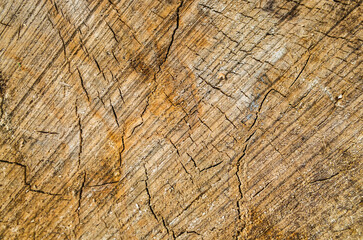 Old wood close-up wall background for design and decoration. Textured beautiful abstract surface for wallpapers and backgrounds