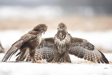 Common buzzard (Buteo buteo) in the fields, buzzards in natural habitat, hawk bird on the ground, predatory bird close up flying bird