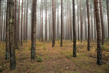 Misty autumn forest. Red autumn in misty forest. Morning fog in autumn forest